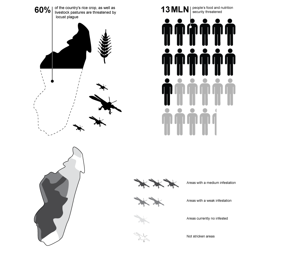 FMD_Madagascar_Infographic_locust-plague